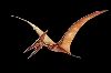 Pteranodon.jpg