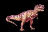 Tyrannosaurus_Rex_1.jpg