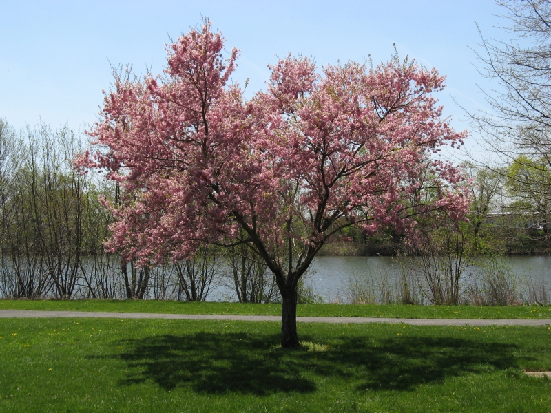 spring_blooms_06.jpg