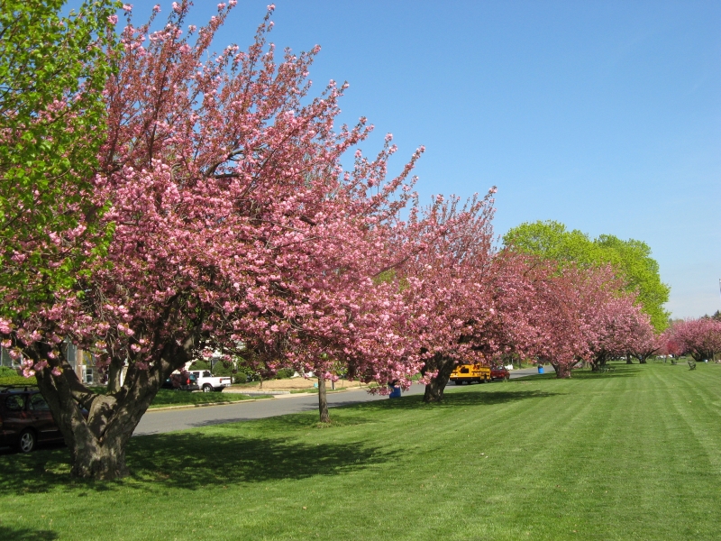 spring_blooms_07.jpg