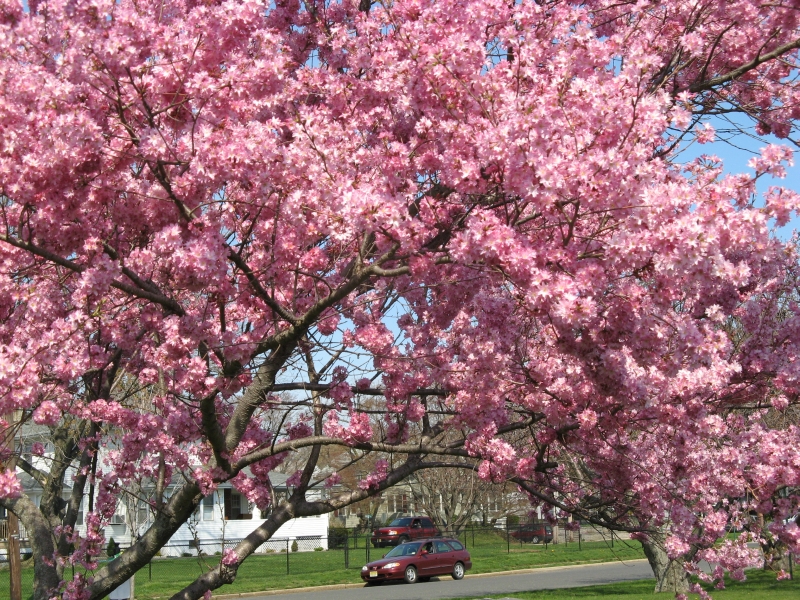 spring_blooms_17.jpg