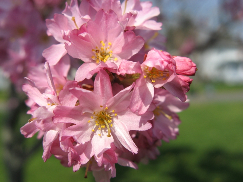 spring_blooms_18.jpg