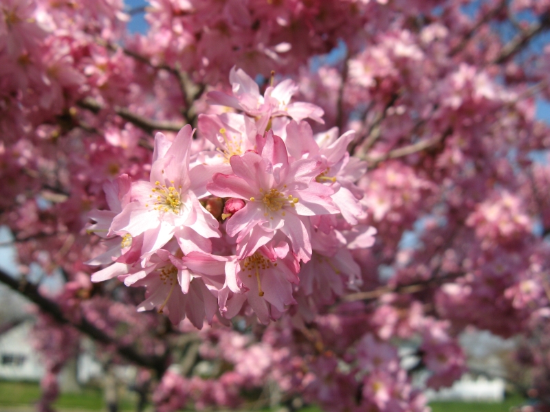 spring_blooms_21.jpg