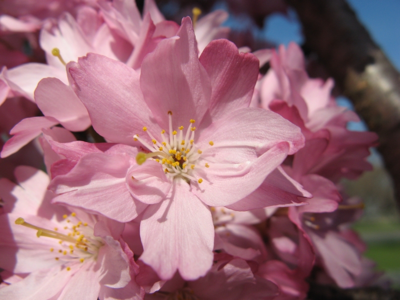 spring_blooms_22.jpg