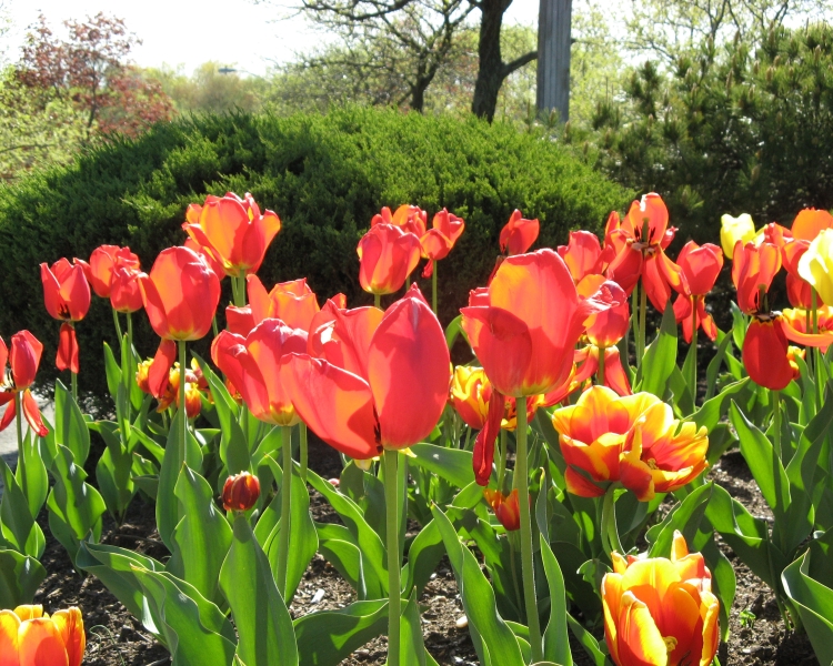 spring_blooms_40.jpg