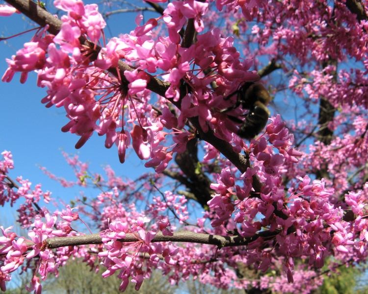 spring_blooms_47.jpg