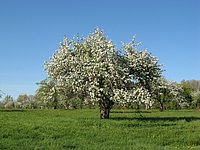 spring_blooms_01.jpg