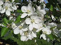 spring_blooms_02.jpg