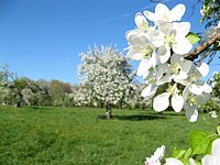 spring_blooms_04.jpg