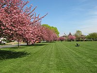 spring_blooms_08.jpg