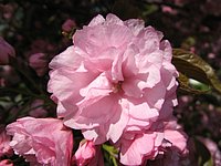 spring_blooms_09.jpg