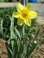 spring_blooms_10.jpg