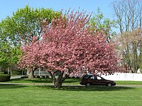 spring_blooms_12.jpg