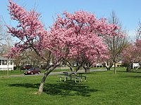 spring_blooms_16.jpg