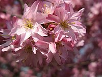 spring_blooms_19.jpg