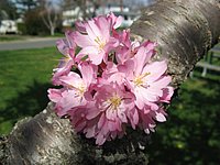 spring_blooms_20.jpg