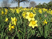 spring_blooms_27.jpg