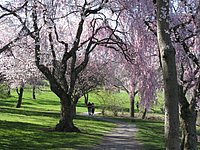 spring_blooms_31.jpg