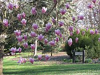 spring_blooms_32.jpg