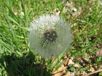 spring_blooms_34.jpg