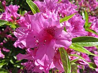 spring_blooms_36.jpg