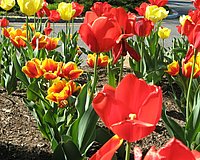 spring_blooms_38.jpg