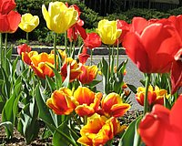 spring_blooms_39.jpg