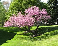 spring_blooms_44.jpg