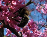 spring_blooms_46.jpg