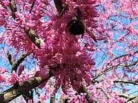 spring_blooms_48.jpg